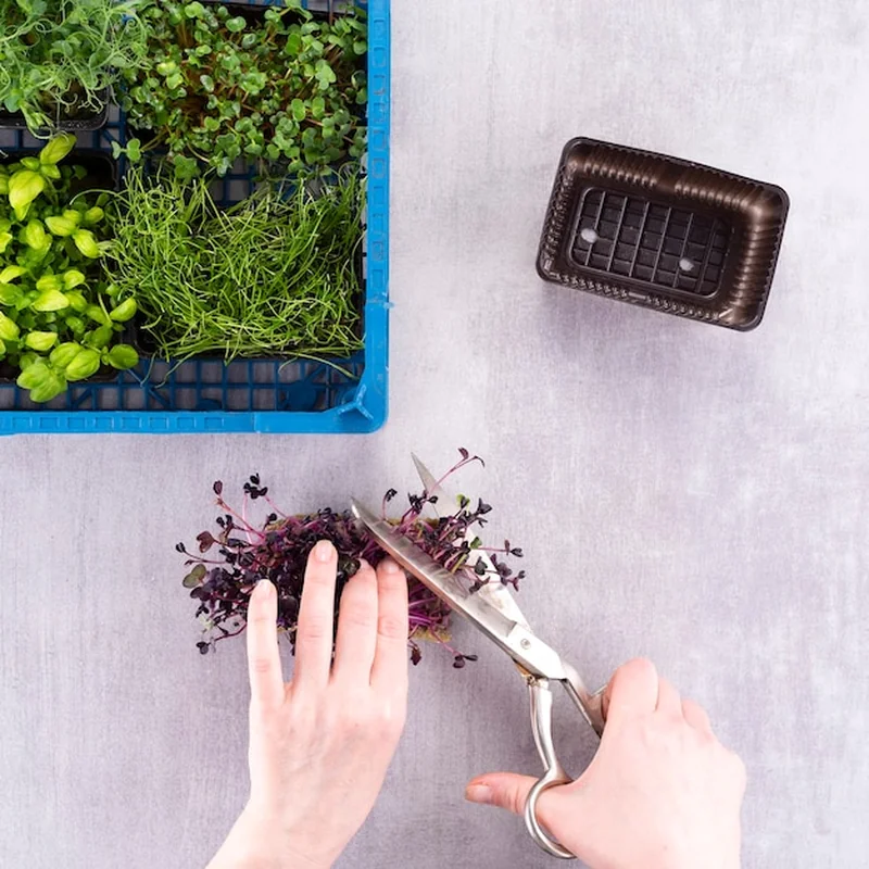 Czy przycinać kocimiętkę na zimę? Porady dotyczące uprawy