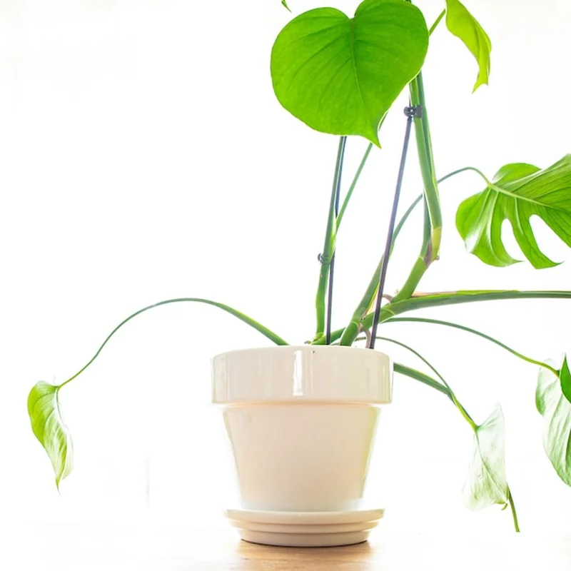 Monstera z dużymi zielonymi liśćmi w doniczce na stole