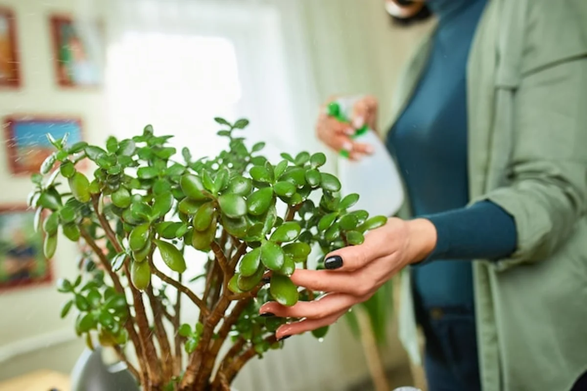 Kobieta opryskująca roślinę w doniczce w domu