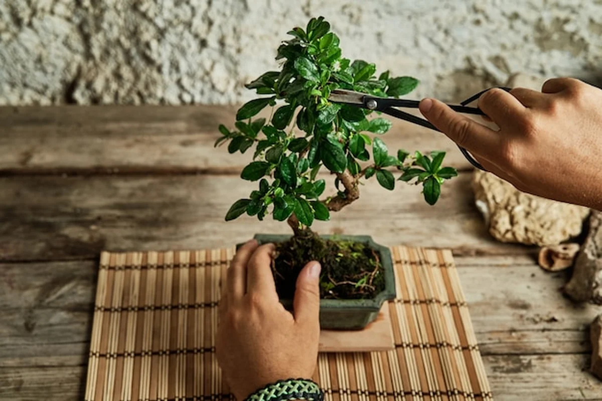 Ręce przycinające drzewko bonsai na stole roboczym