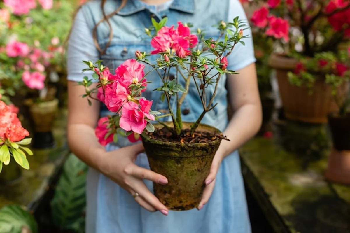 Kobieta trzymająca kwitnące azalie