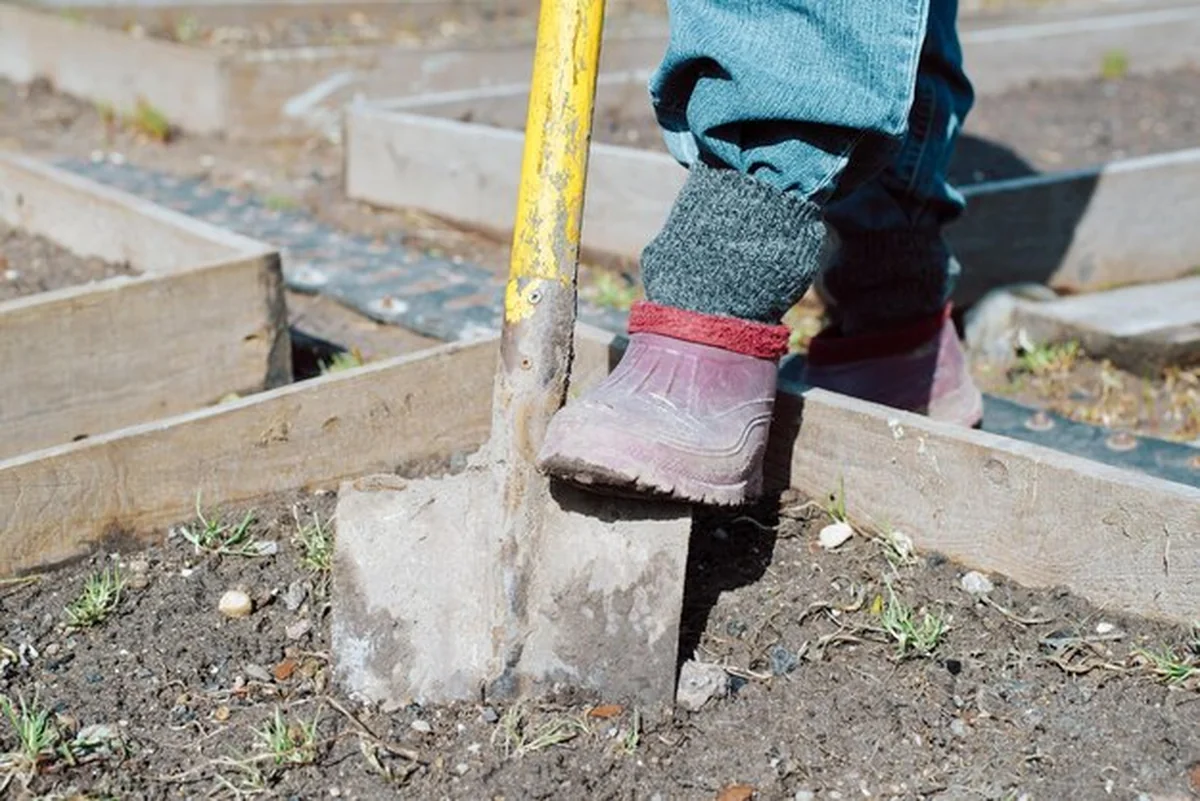 Ogrodnik kopie ziemię łopatą w ogrodzie
