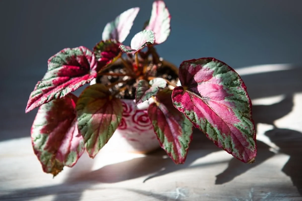 Begonia Maui Sunset - czerwony liść w jasnym świetle słonecznym, roślina doniczkowa